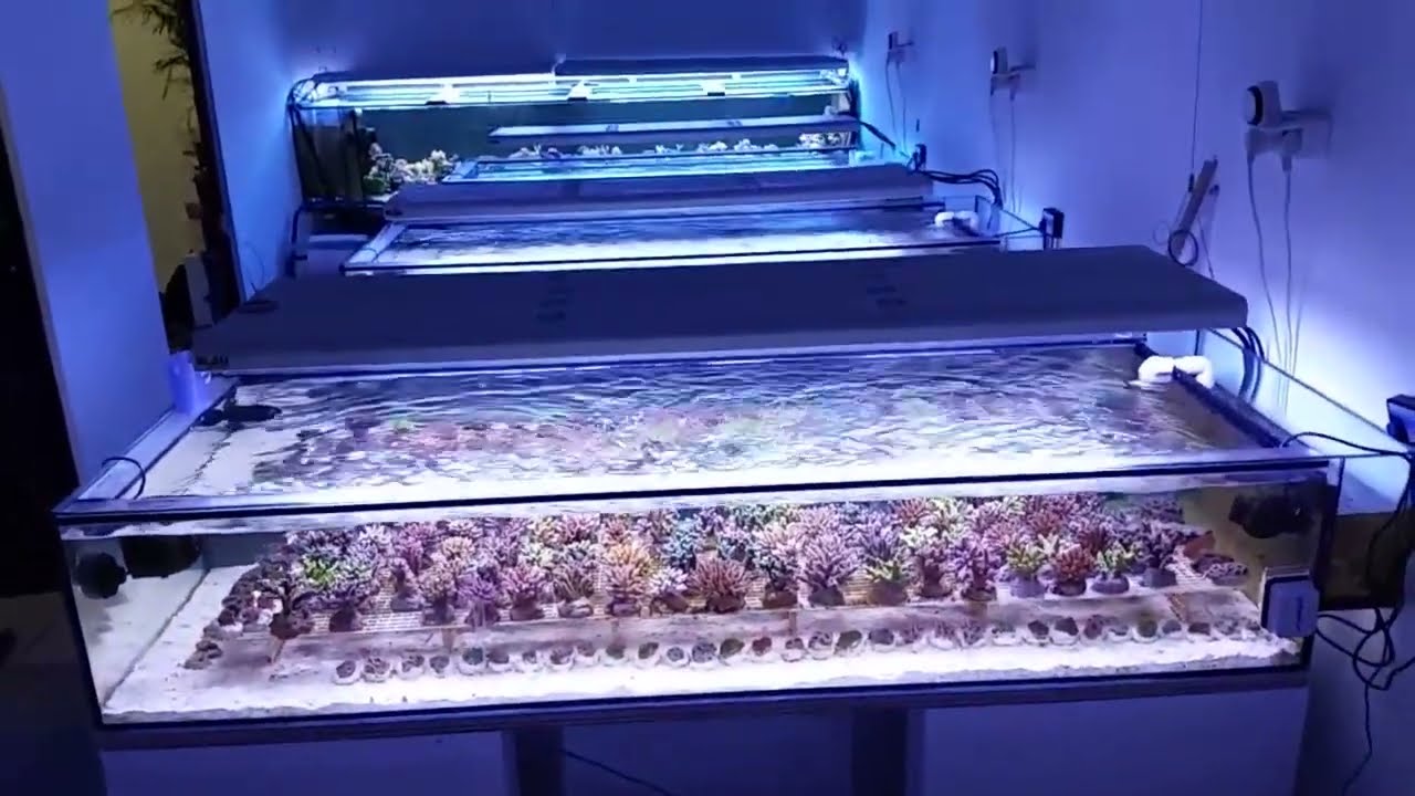 [AF] Aquaforest farm 09.01.15 아쿠아포레스트 농장 09년 1월 15일