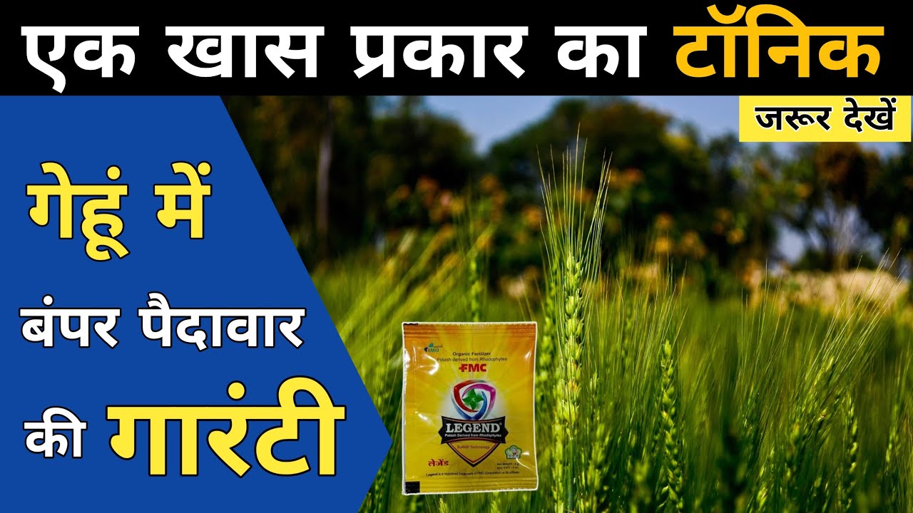 FMC Legend✌️गेहूं की बंपर पैदावार के लिए💯Bio Organic Potash