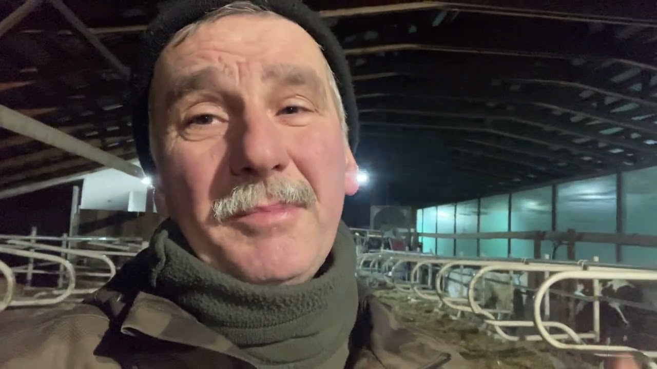 Раздой новотельных коров