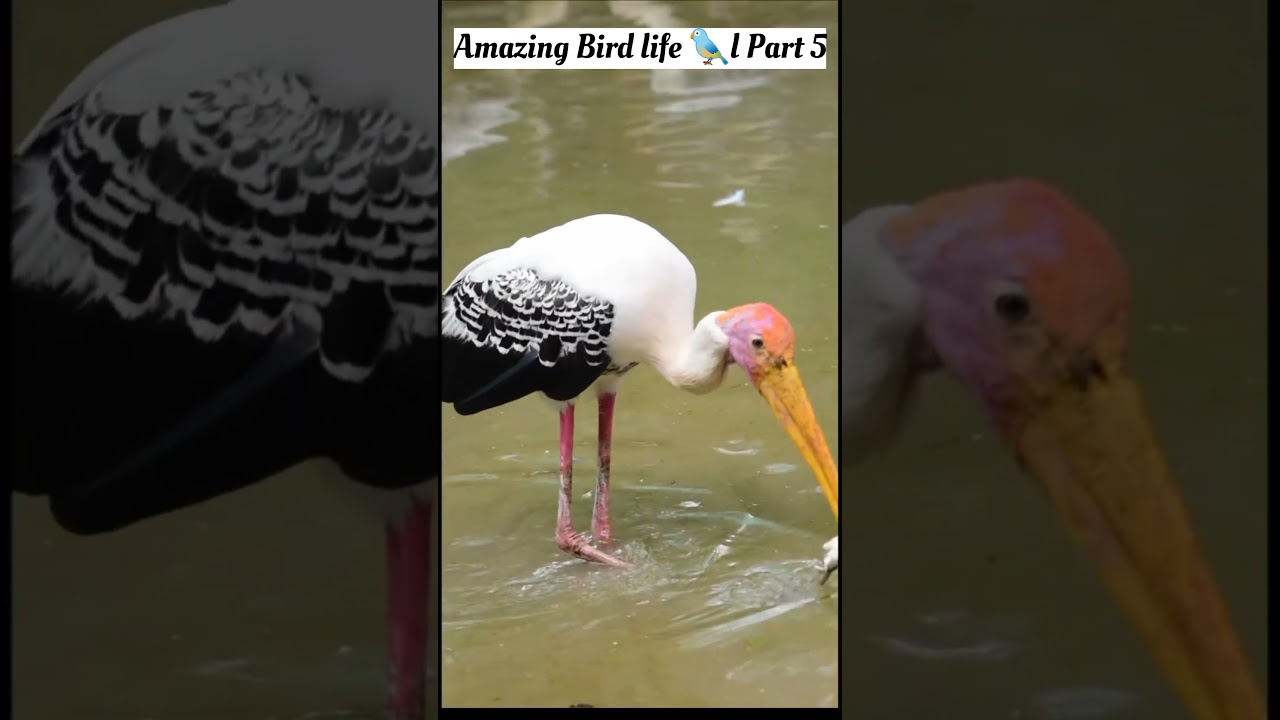 Amazing Bird life🐦part 5 