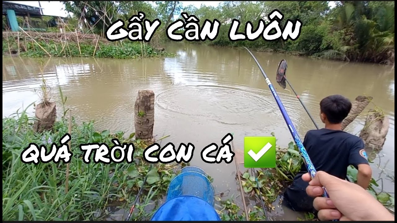 Câu đài tự nhiên, bị cá bẻ 2 cây cần khi câu sông ✅