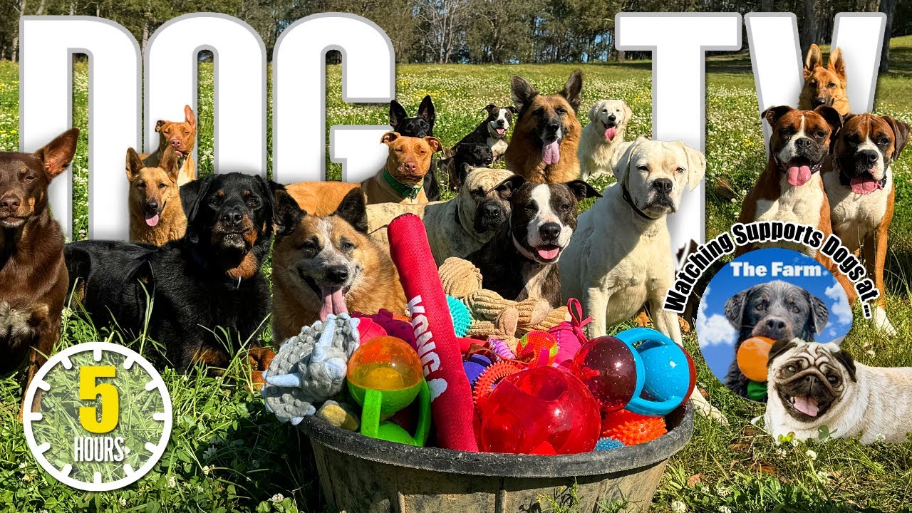 Dog TV: Daycare for Your Dog 🐶 Entertaining Dog Video - Prevents Boredom & Separation Anxiety