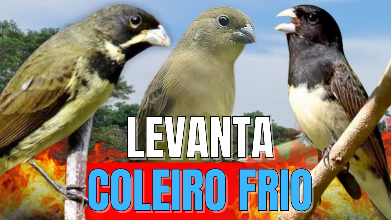 DESTRAVE SEU COLEIRO TUÍ-TUÍ ESQUENTAR COLEIRO TUÍ-TUÍ COM COLEIRO TUÍ-TUÍ E FÊMEA CHAMNDO ESQUENTAR