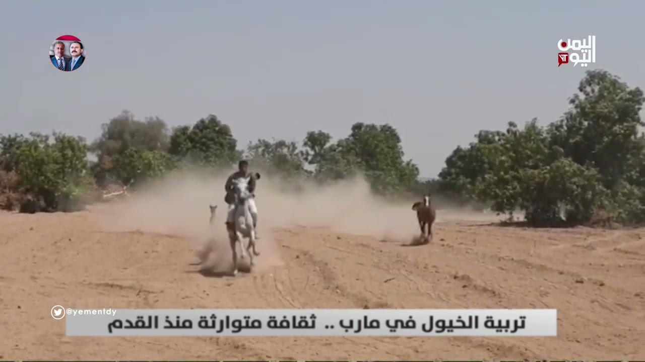 #مارب/ تربية #الخيول... ثقافة يمنية متوارثة