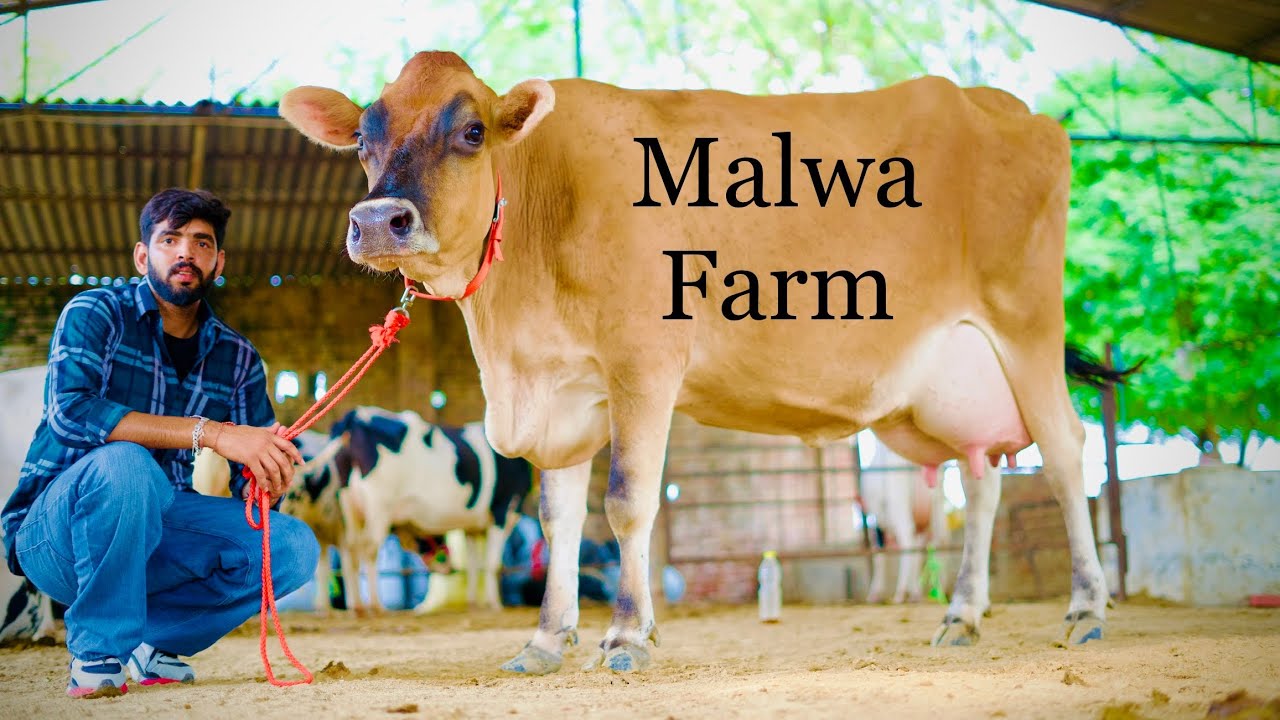Top quality Jersey with 40 Liter milk per day 👌🏻🔥🔥Biggest Jersey | Malwa Farm