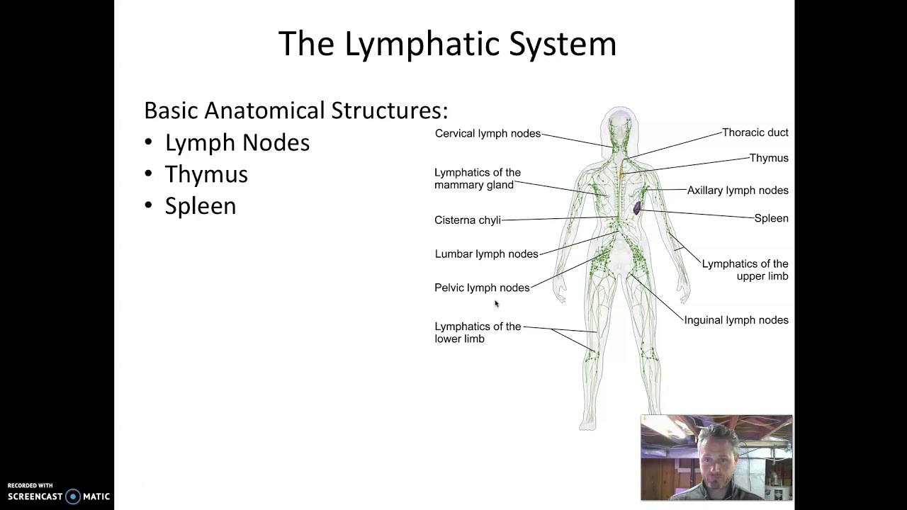 Circulatory and Lymphatic System Microbiology
