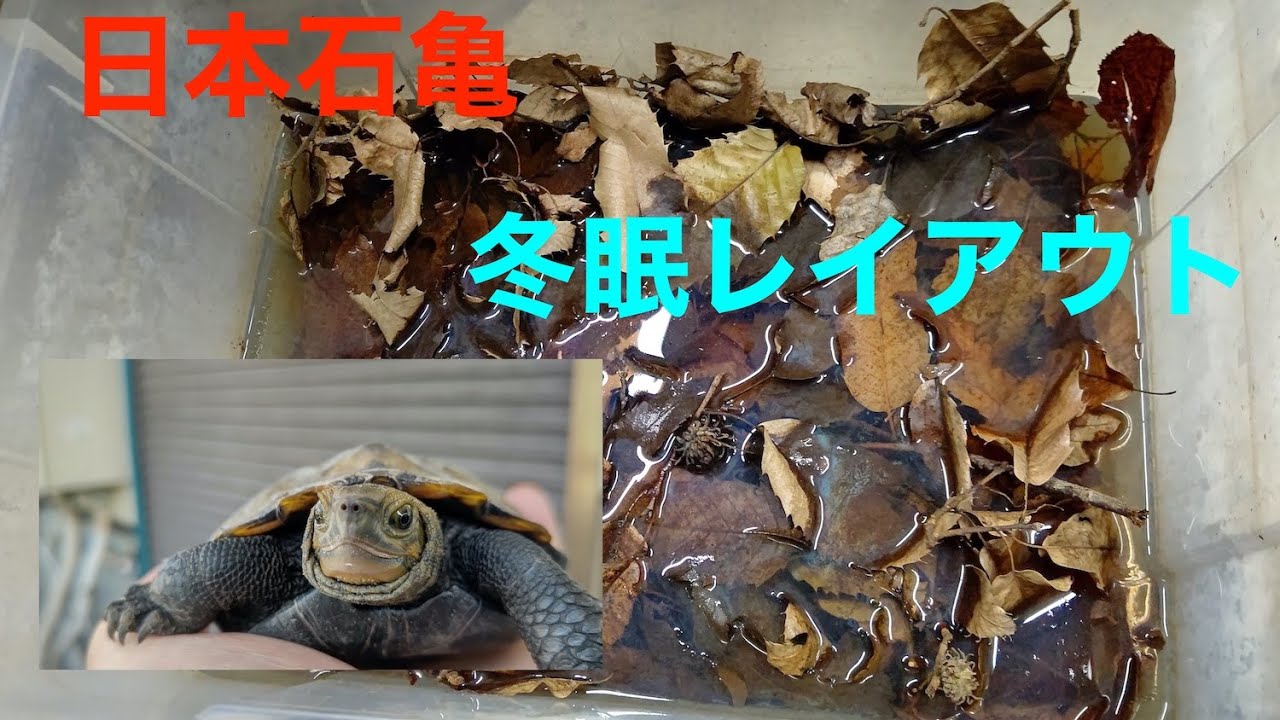 【ニホンイシガメ】日本石亀の冬眠準備第３弾！　木の葉を入れた冬眠レイアウトを公開！