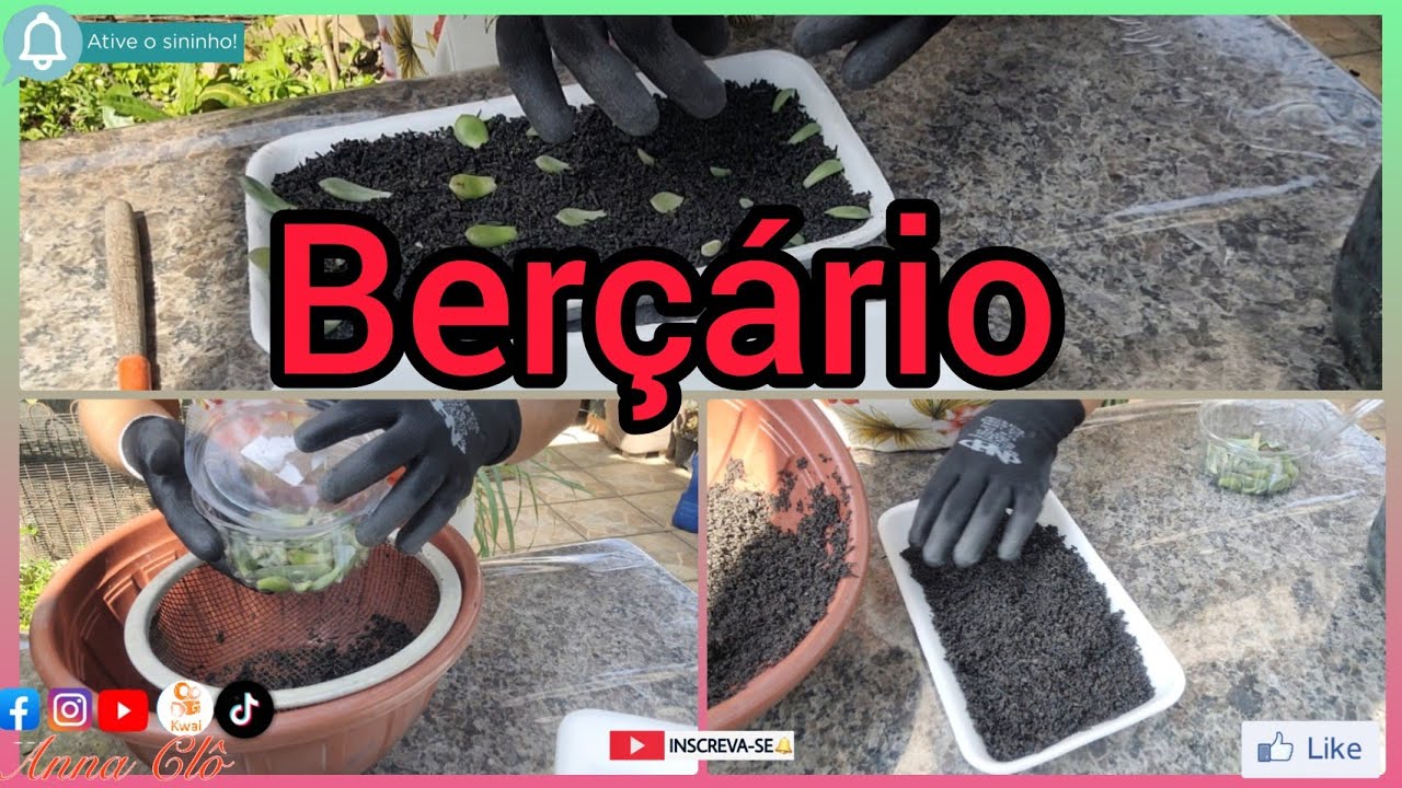 Como fiz meu berçário de suculenta