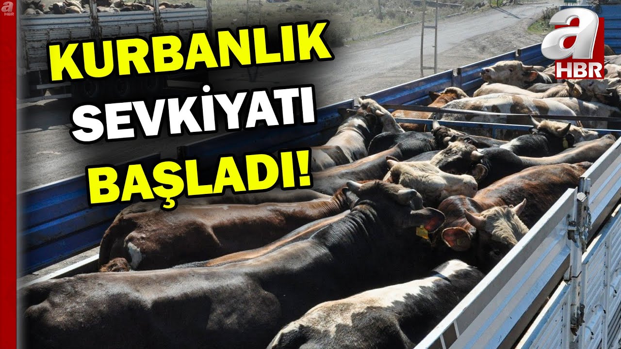 Kurbanlık sevkiyatı başladı! Kurbanlıklara sıkı denetim | A Haber