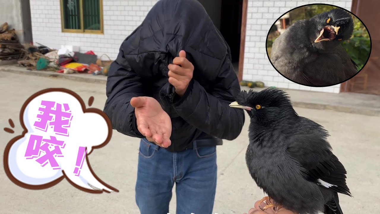 这鸟太有灵性了，知道仗着主人在欺负别人，反差也太大了吧！【天下一场梦】