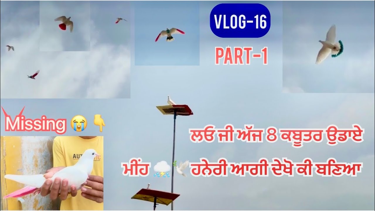 ਬਦਾਮਾਂ ਆਲੇ 8 ਕਬੂਤਰ 🕊️ਉਡਾਏ ਸਵੇਰੇ 7:30 ਵਜੇ 3:00 ਵਜੇ ਮੀਂਹ-ਹਨੇਰੀ ਆਗੀ 🥲|| ਦੇਖੋ ਕੀ ਬਣਿਆ…..
