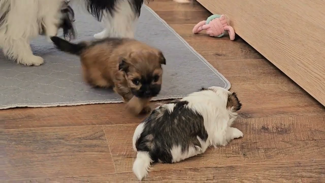 Luna & Lily-Rose are 4-week-old Mi-Ki Puppies 