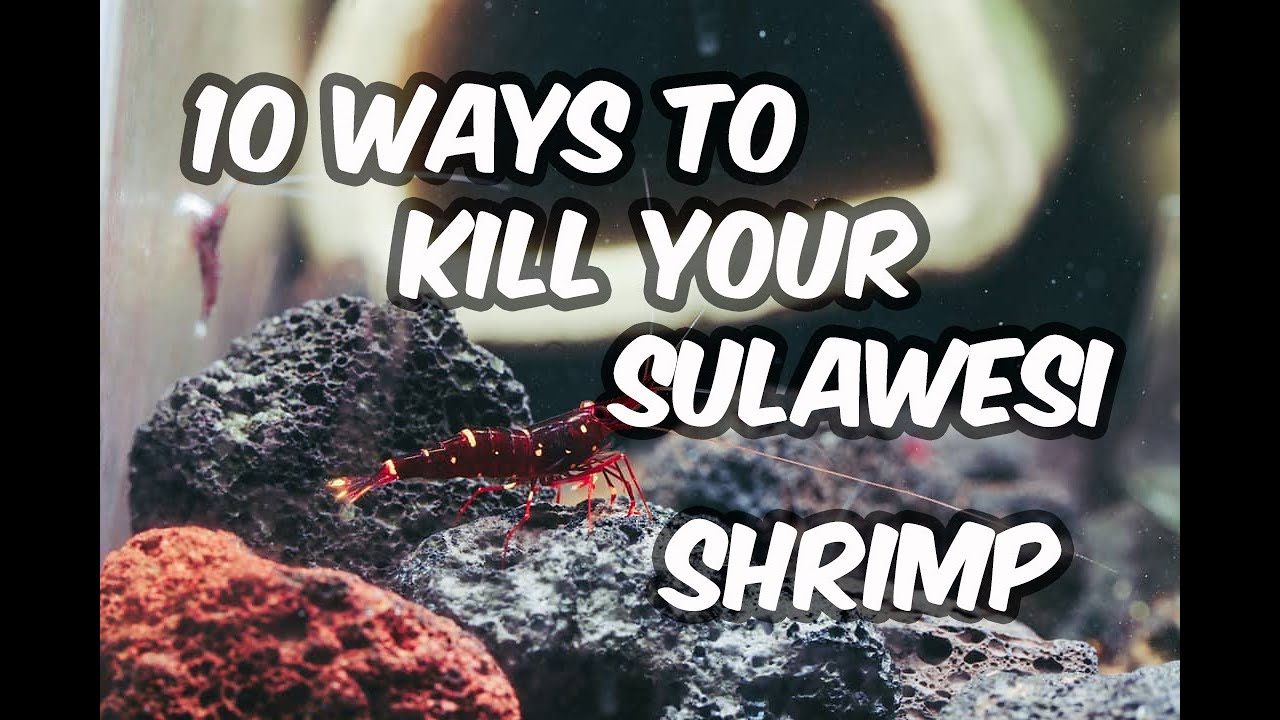 10 ways to kill your sulawesi shrimp