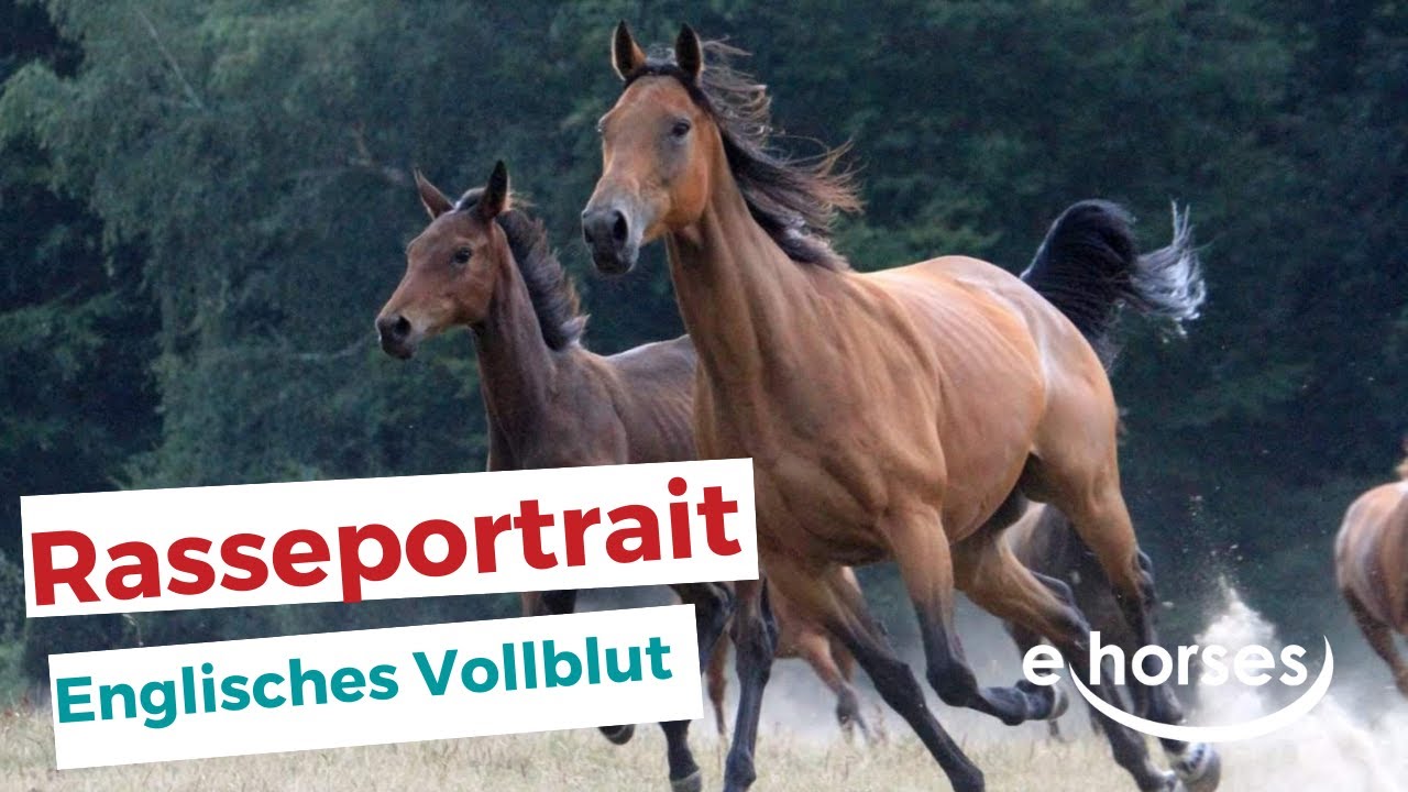 Das Englisches Vollblut im Rasseportrait