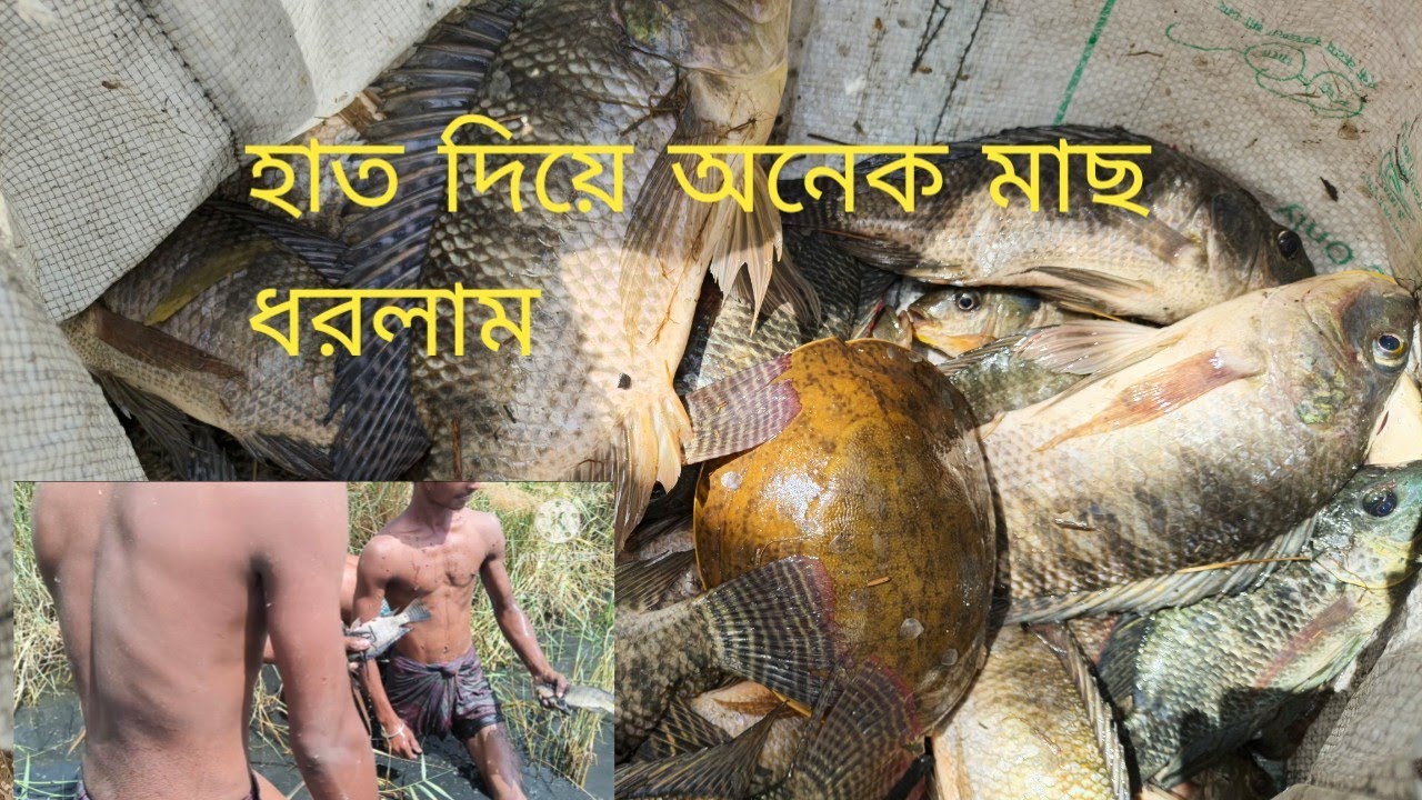 🐠🐋🐟বিলে জাল দিয়ে অনেক মাছ ধরলাম 🎣 netural net fishing