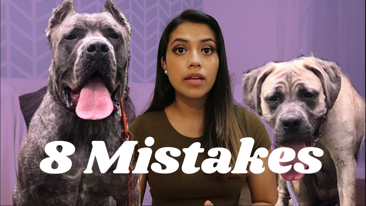 Mistakes YOU'RE Making in Training Your Cane Corso