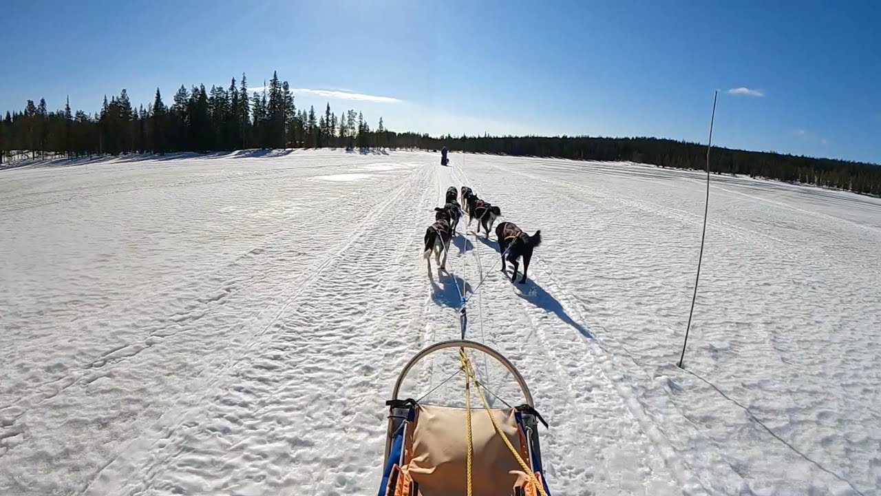 Wild Scandinavian Cooking | SWEDISH LAPPLAND PART II