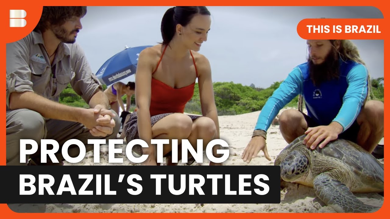 Fernando de Noronha’s Marine Life Secrets | This Is Brazil