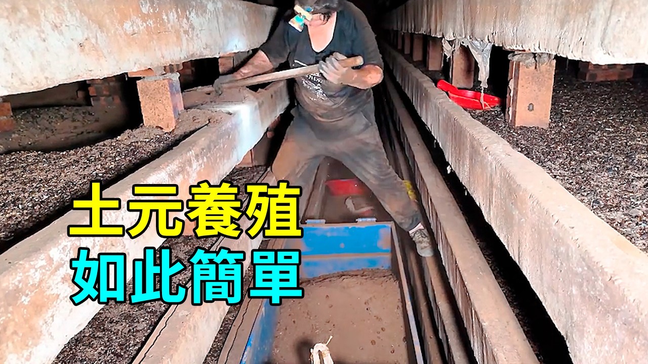 土鱉蟲的秘密，養殖過程大開眼界