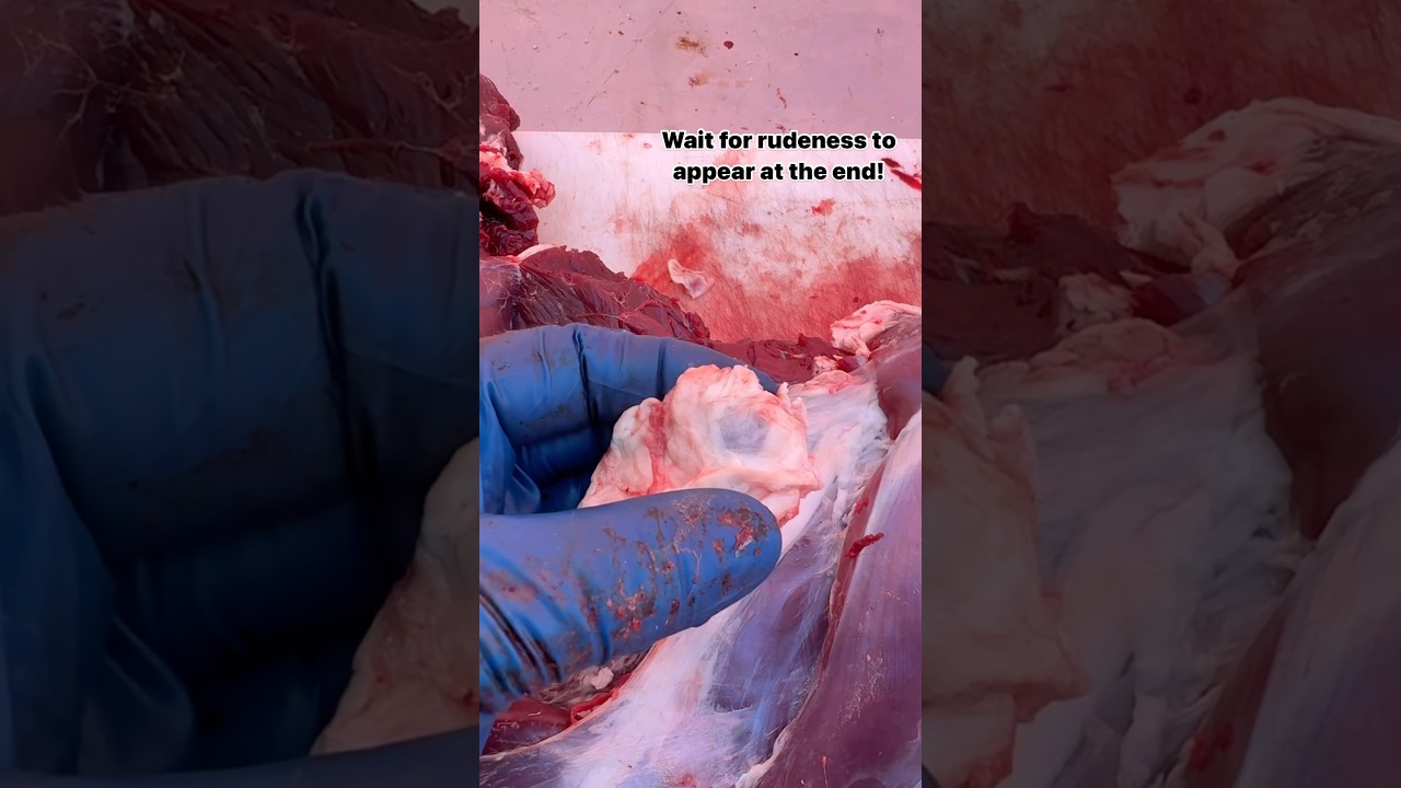 Поиск и удаление железы из задней четверти оленя. #олень #мяснаямастерская