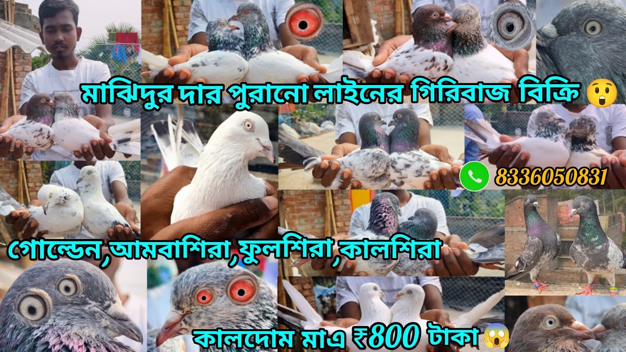 মাঝিদুল দাব় আমবাশিব়া গোল্ডেন ফুলশিব়া সব পুব়ানো লাইনের গিব়িবাজ পায়ব়া বিক্রি😲কালদোম ₹800 টাকা 😱