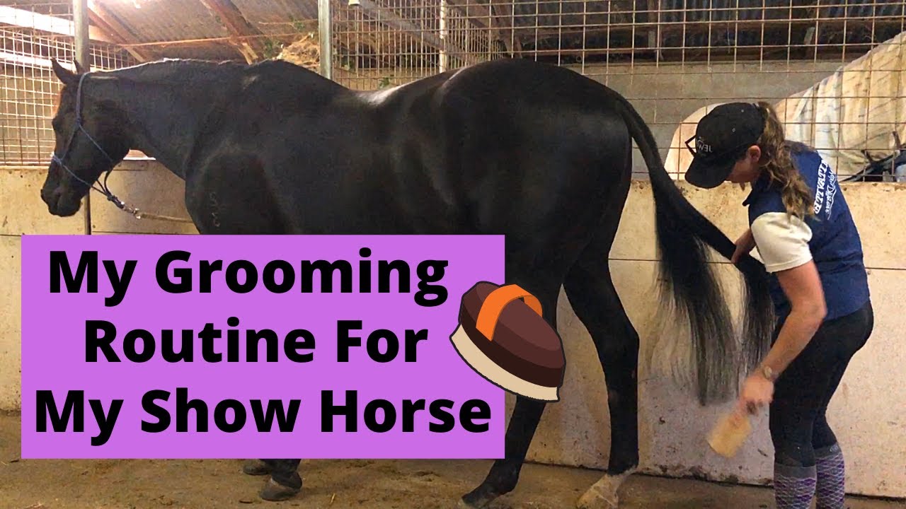 My Grooming Routine for My Show Horse | Show Horse Preparation | Brushing My Horse