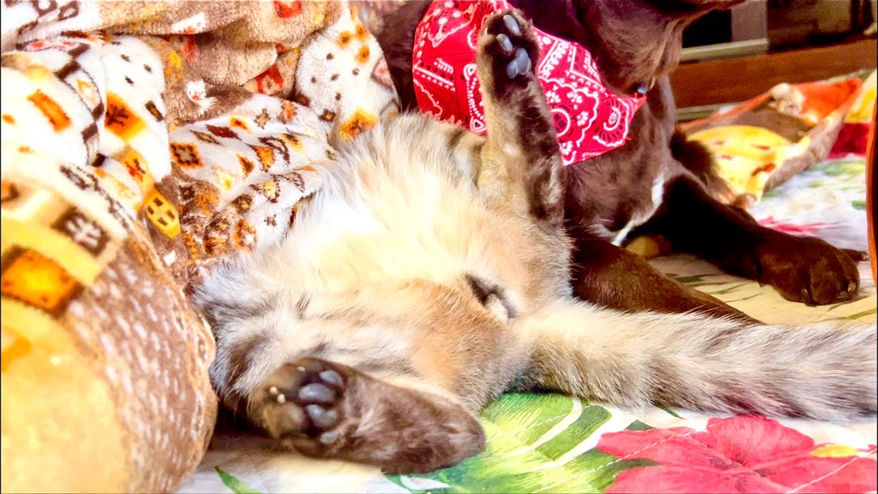 99%が5分で眠くなる｜猫×水の音ASMR Deep Relax ASMR｜Cat Purring & Wooden Balls