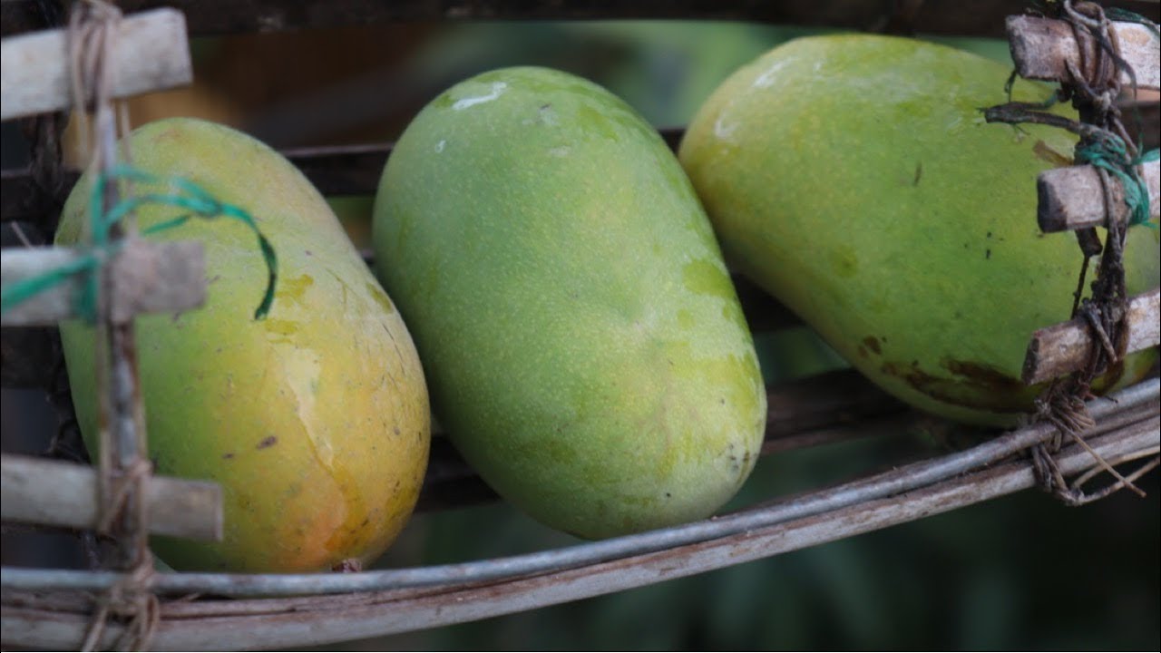 How to Mango Picking | Mango Harvesting | Daily Life and Nature