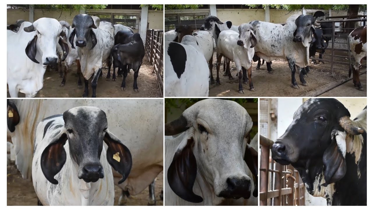 BAPS sarangpur gir gaushala | one of the best lildi collection