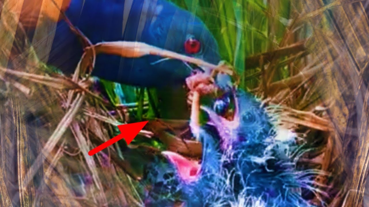 KETIKA DIAM LEBIH BERHARGA DARI SEPOTONG KAKI KATAK