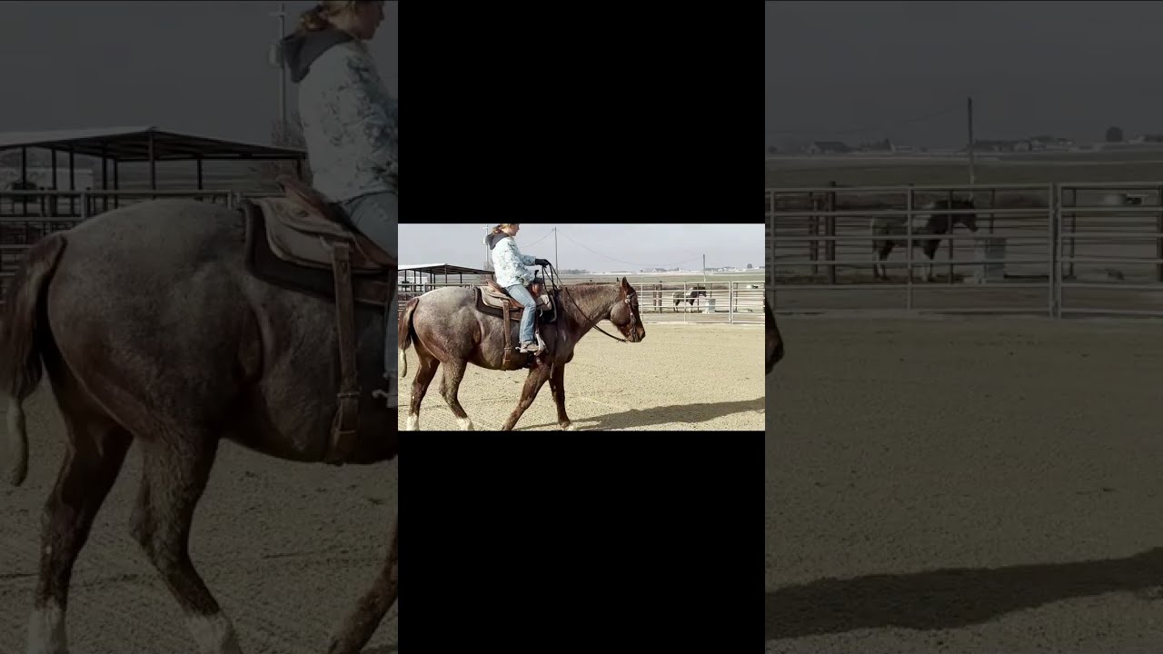 Midas Reese brushing, opening gate, riding, getting on and off    Made with Clipchamp