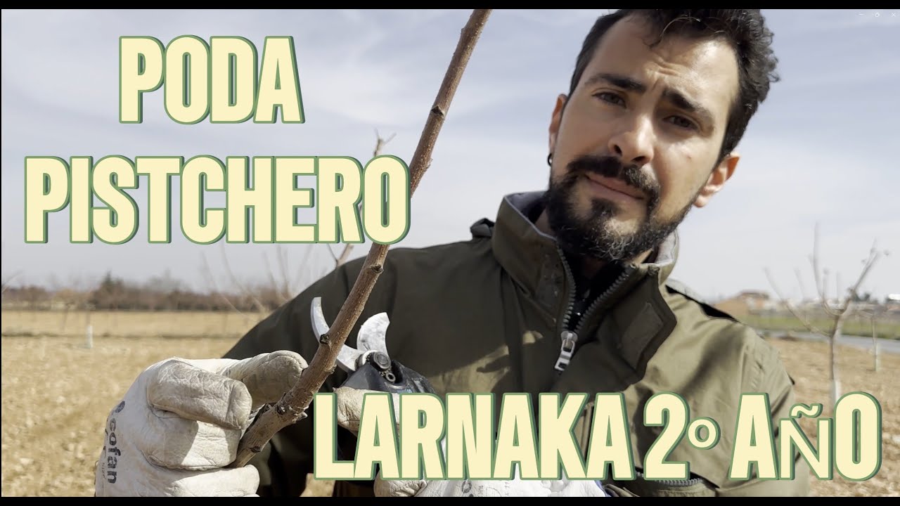 Poda del Pistachero - Poda de Formación LARNAKA 2 años [Potatura del Pistacchio - SUB ITA]