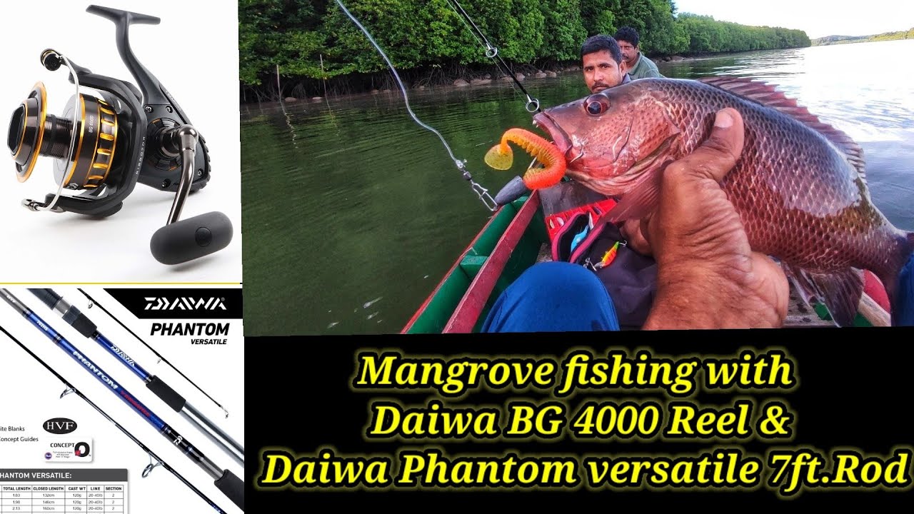 Mangrove fishing with Daiwa BG 4000 Reel & Daiwa Phantom Versatile 7ft Rod, tips for Beginners...
