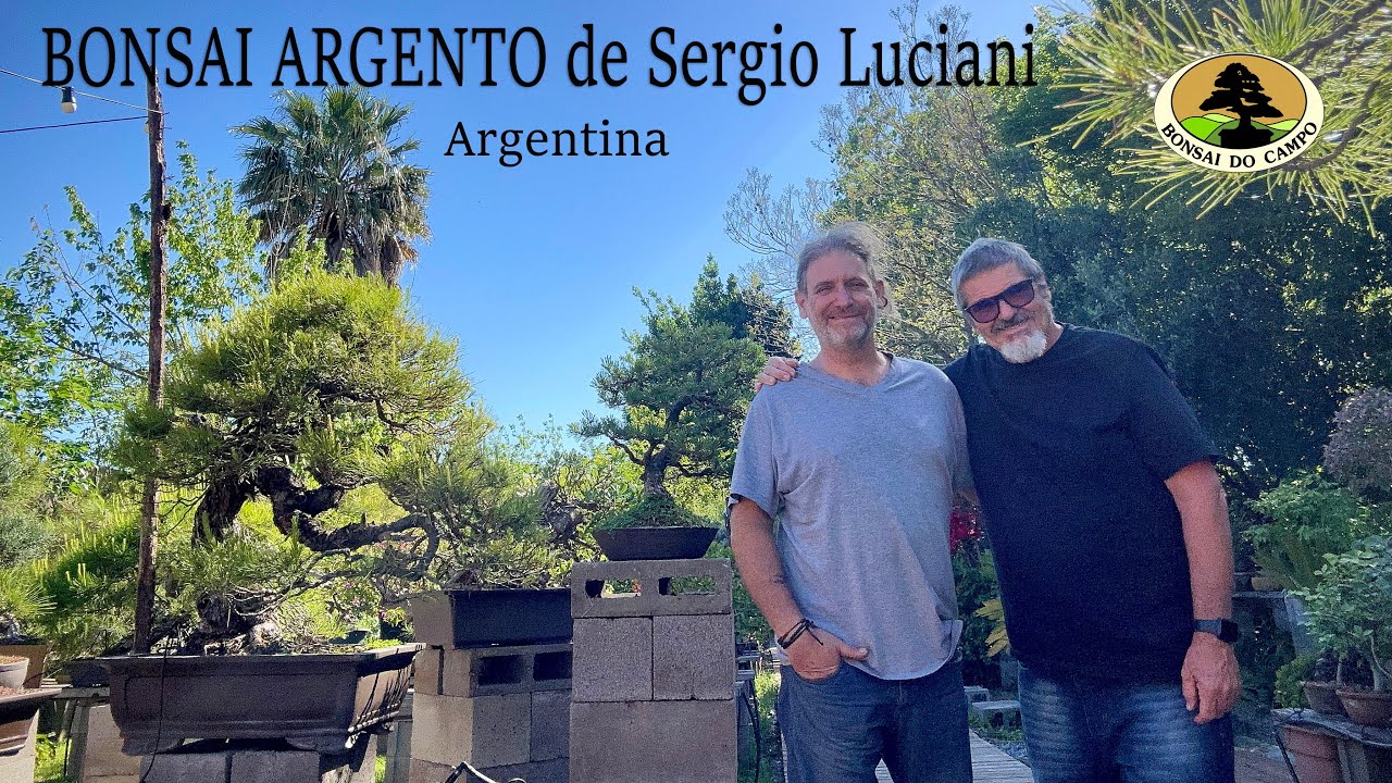 BONSAI ARGENTO de Sergio Luciani - Argentina