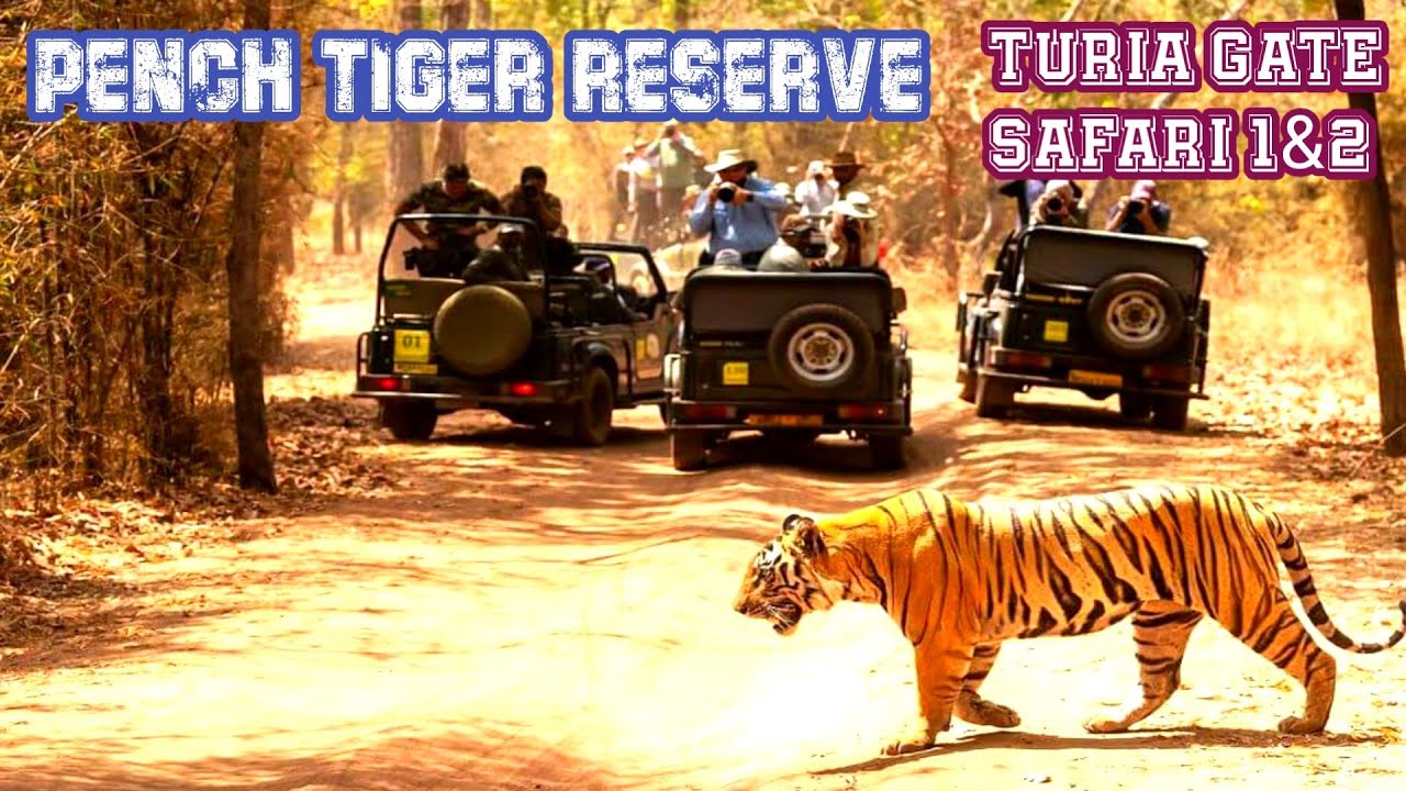 🐅🐅 Thrill Tiger Sighting in Pench Tiger Safari 🔥🔥 | Jolly Trip