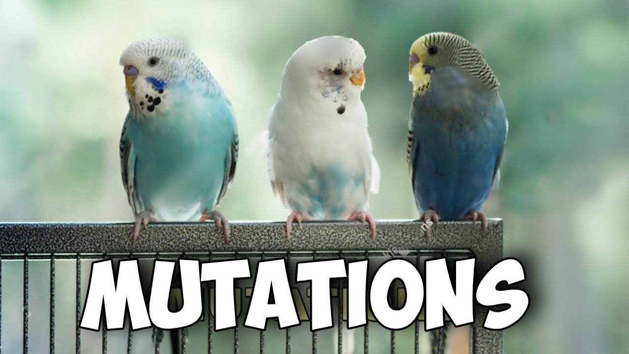 Exploring Rare and Common Budgie Mutations