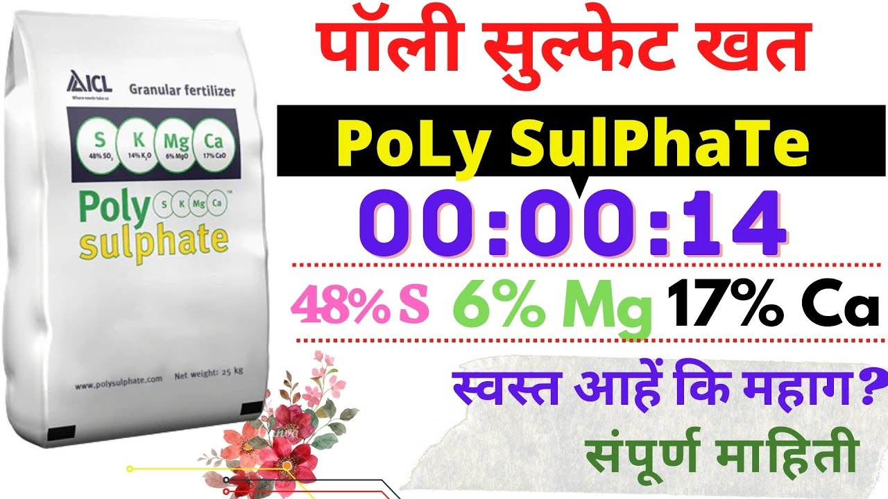 पॉली सुल्फेट खत | PoLy SulPhaTe |  स्वस्त आहें कि महाग? ICL POLY Sulphate
