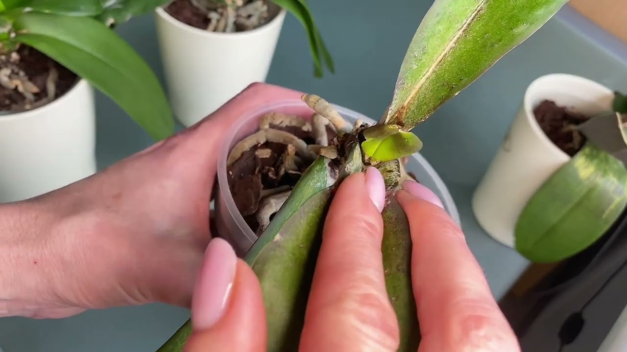 Zwischenstand. Orchideen mit Tripsen 🤔