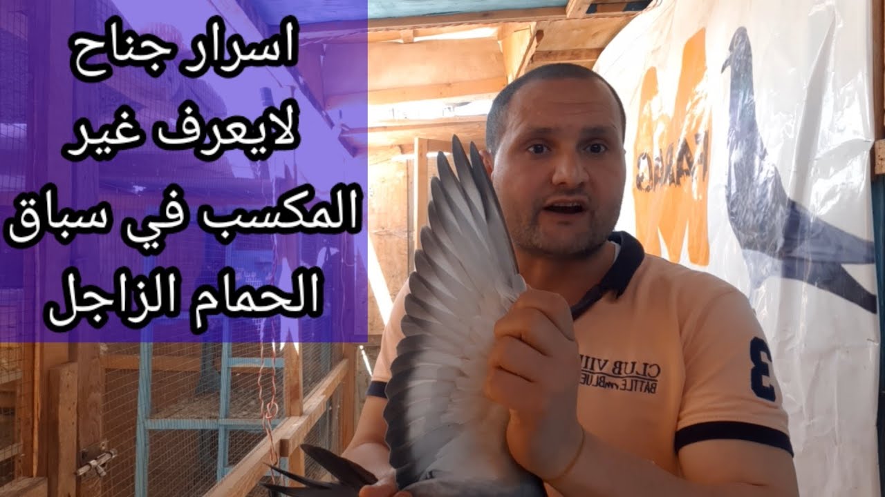 لو عندك الجناح ده في حمامك الزاجل انت تمتلك بطل وجمد قلبك 