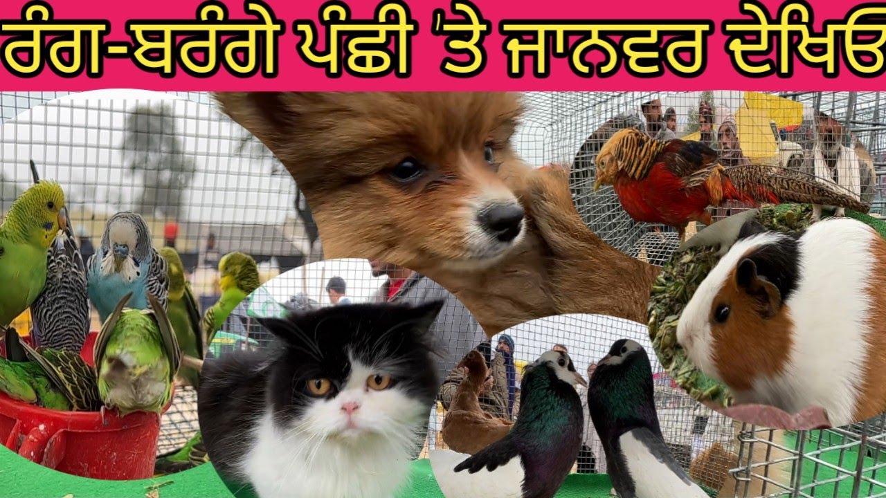 ਰੰਗ-ਬਰੰਗੇ ਪੰਛੀ'ਤੇ ਜਾਨਵਰ|Traditional Festival Sri Muktsar sahib|Wildlife|Heritage|Colourful birds|