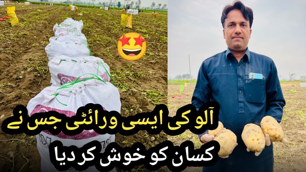 2026 Ki Aloo Ki Wahid Variety Jis Ne Kisan ki Izat Or Kharcha Dono Bachaya | 1 Variety 2 Faide
