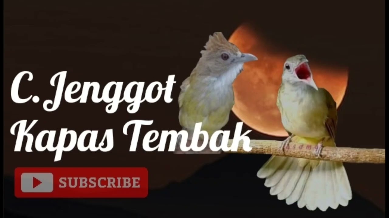 Cucak Jenggot dan Kapas Tembak Masteran Kasar Murai Batu 