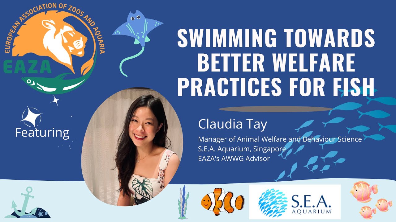 EAZA Animal Welfare Webinar - Claudia Tay - Swimming towards better welfare practices for fish
