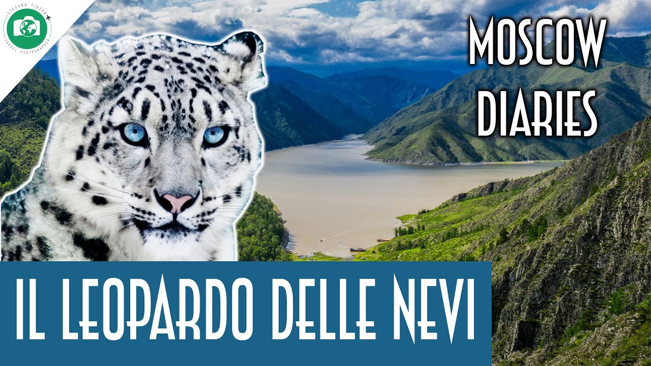 il LEOPARDO delle NEVI in SIBERIA - Moscow Diaries