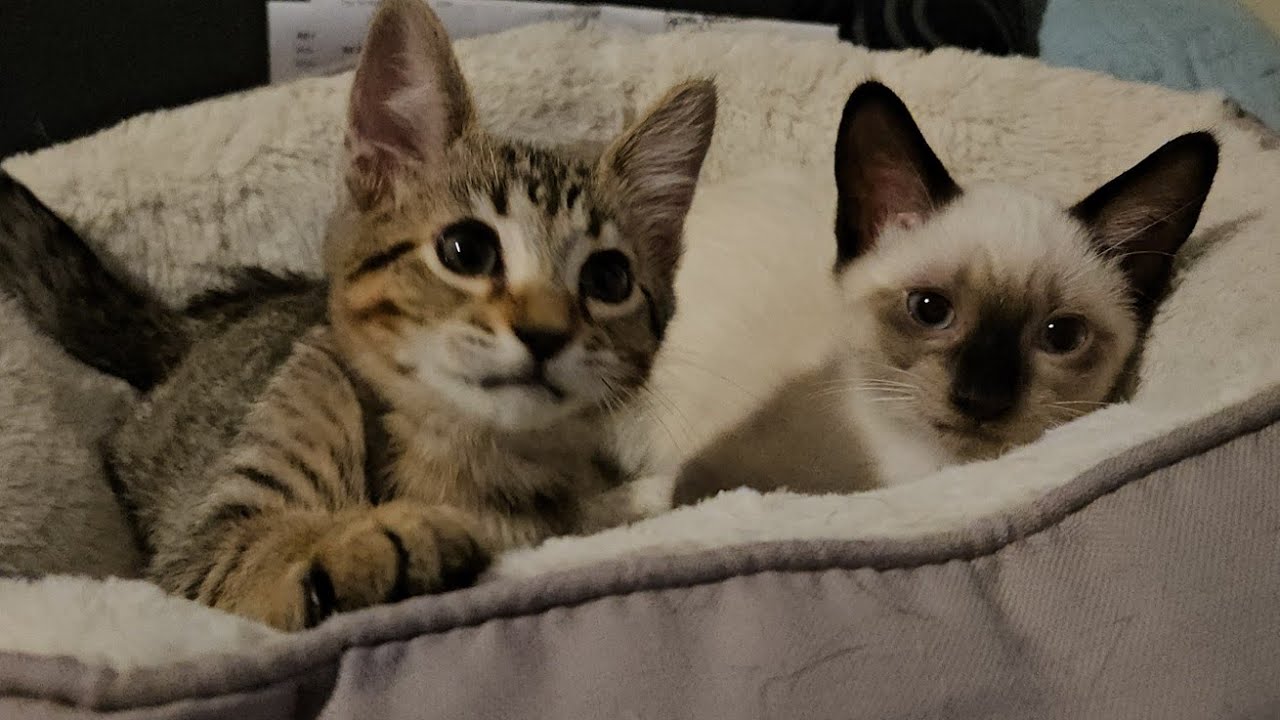 Kittens Start Trying To Fight The Anesthesia