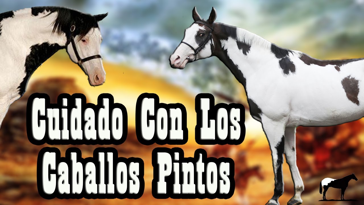 Nunca Cruces Estos Caballos (Frame Overo)🐴-Del Cerro Soy