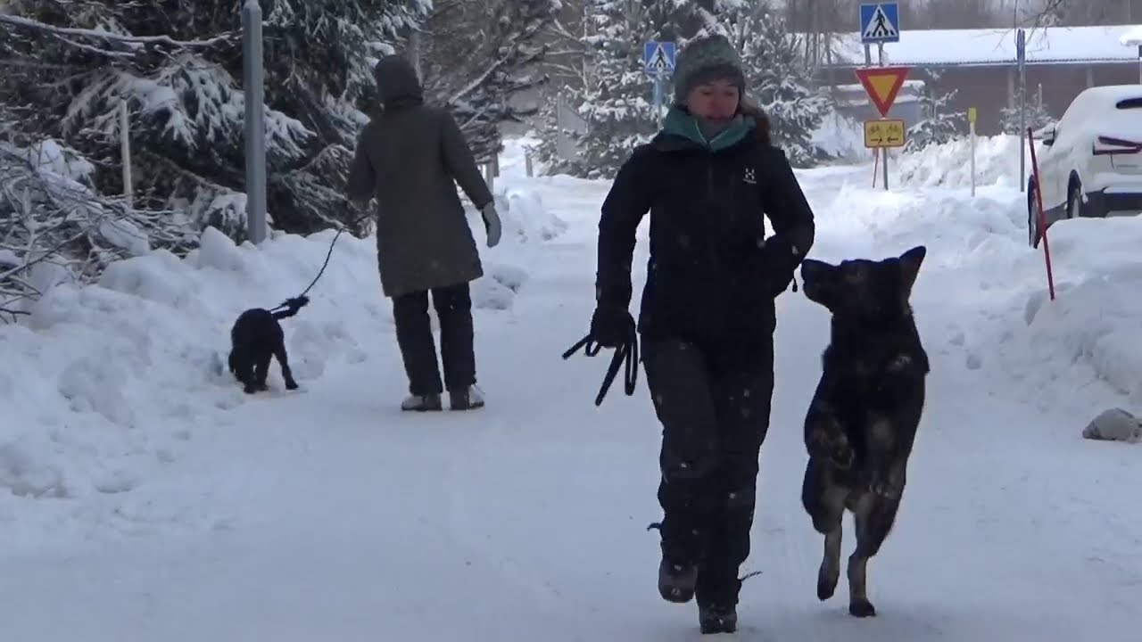 Saksanpaimenkoira uros 4-vuotias Kelmi treenaa hallintaa h&auml;iri&ouml;iss&auml;, Koirakoulu Homeetta