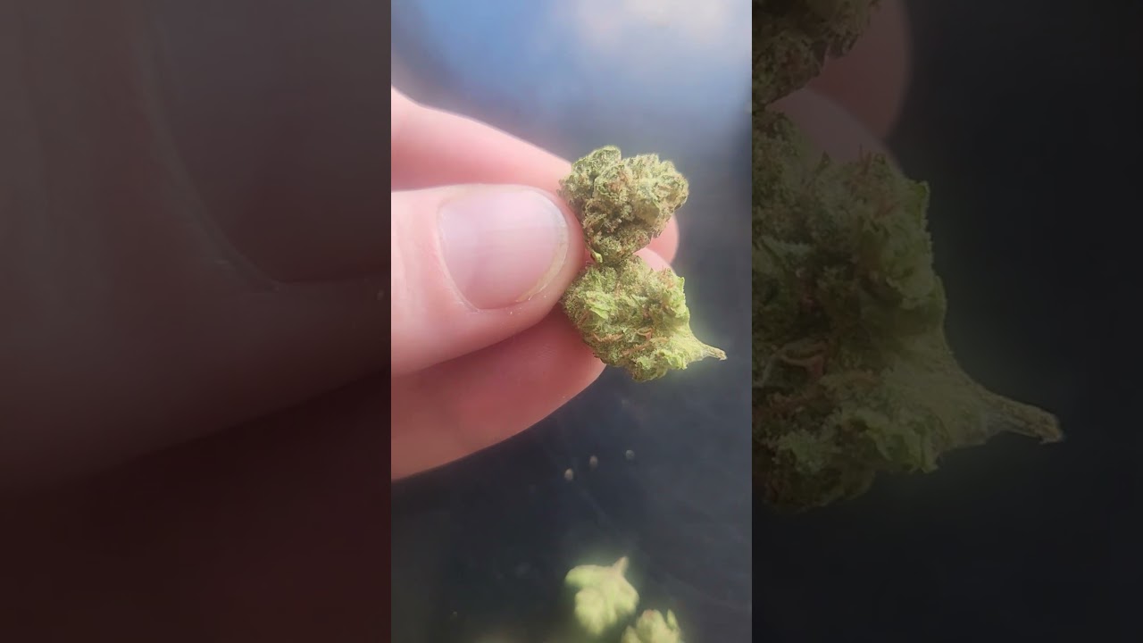 Mule Fuel from Litfarms
