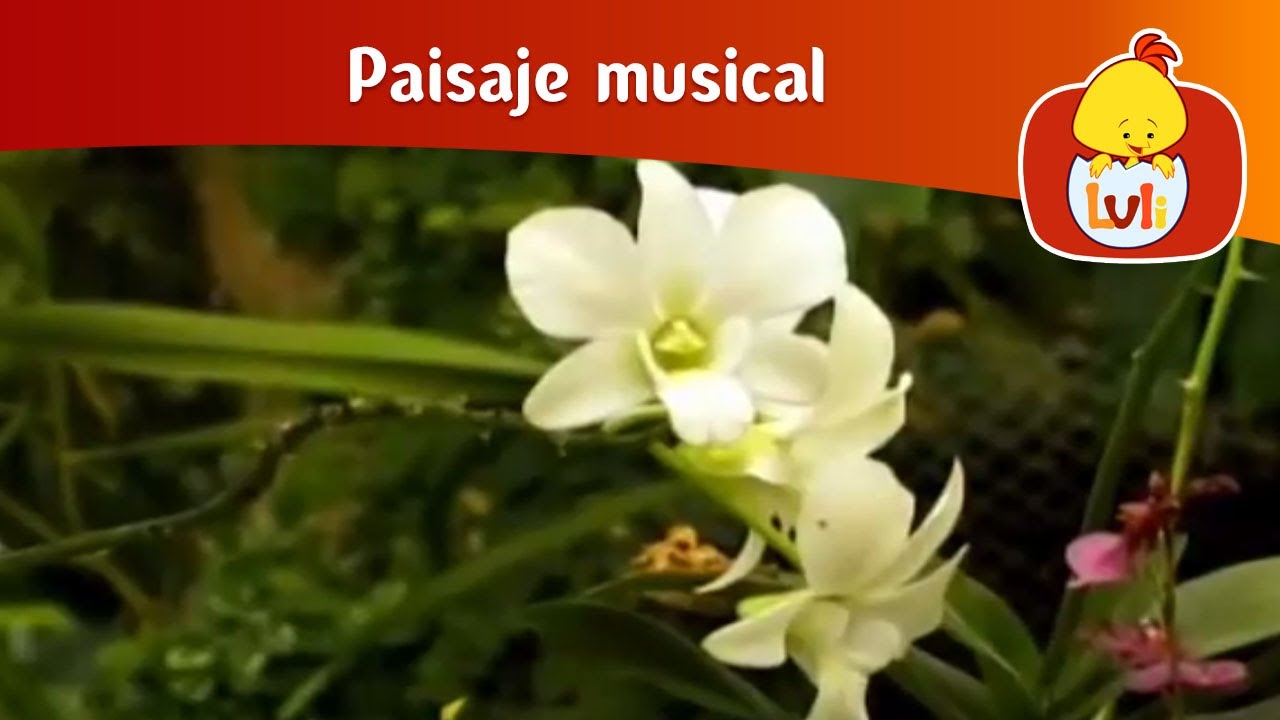 Paisaje musical: Orqu&iacute;deas - Dunas