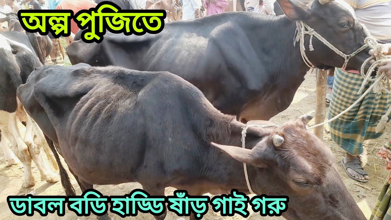 ডাবল বডি হাড্ডি ষাঁড় গাই গরু বসুনিয়া হাটে আজকের বাজার । Cow Bajar । 